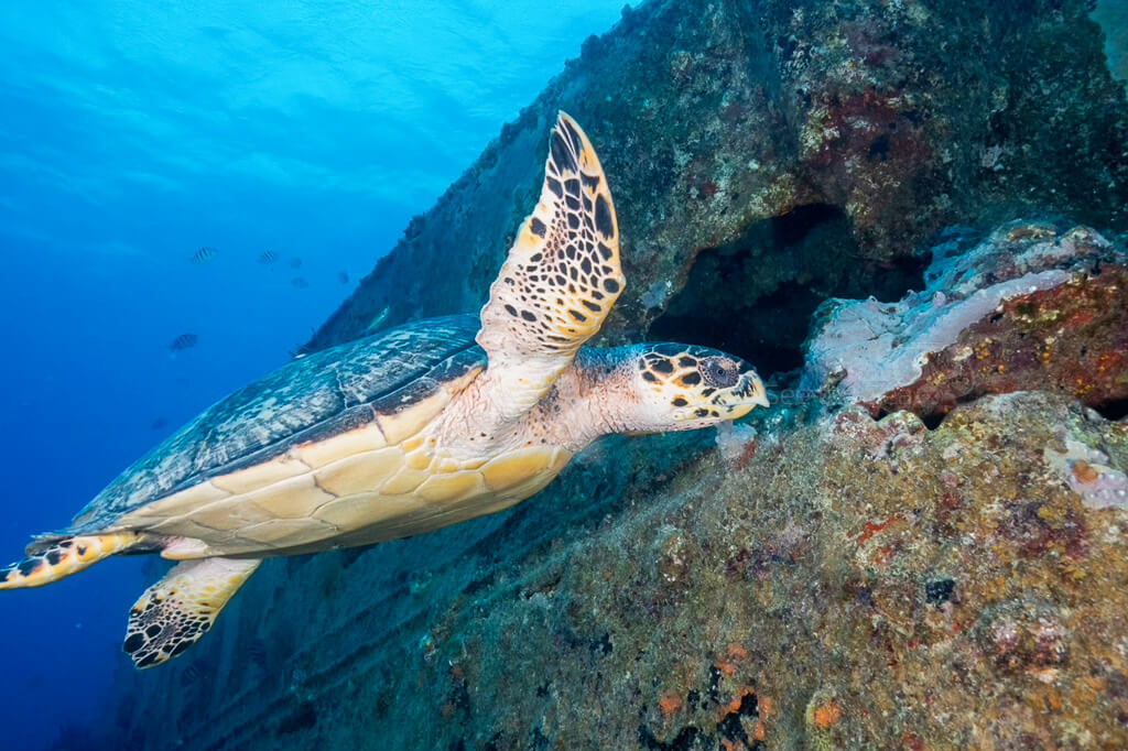 A sea turtle swimming near a coral-covered shipwreck in the clear waters of Sint Maarten.