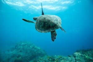 A sea turtle swimming in the clear blue ocean